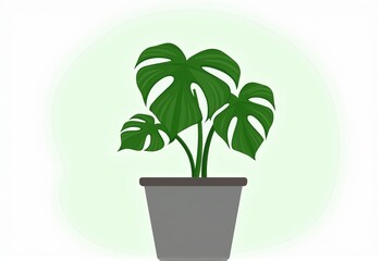 Beautiful Monstera Plant in a Contemporary Gray Pot: A Must-Have for Plant Lovers and Home Decorators