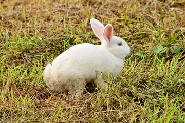 Photo of white rabbit in the garden or field. The rabbit is standing on its hind legs, with its front paws resting on its chest. It has long ears and a small white tail.