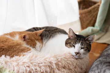 窓辺で眠る可愛い二匹の猫