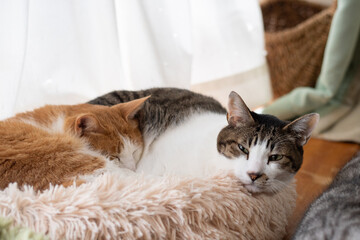 窓辺で眠る可愛い二匹の猫