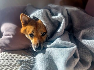 Pensive Shiba Inu with a sorrowful expression, head nestled under a blanket. The mood is reflective and contemplative. High quality close-up photo. copy space available.