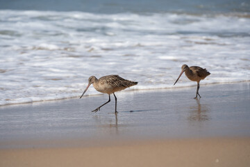Marbled Godwit at Crystal Cove State Park 