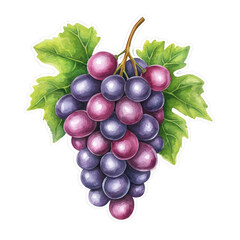 Fototapeta premium Cheerful Watercolor Grape Cluster Sticker Design