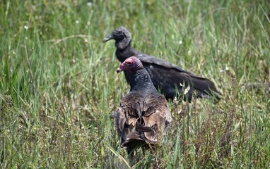 vultures in field 