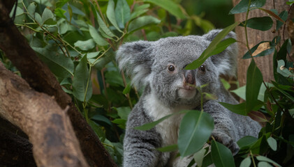 ユーカリの葉を食べる可愛いコアラ