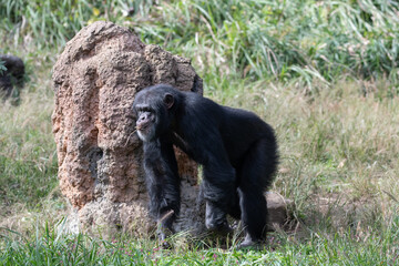 枝をくわえて歩くチンパンジー