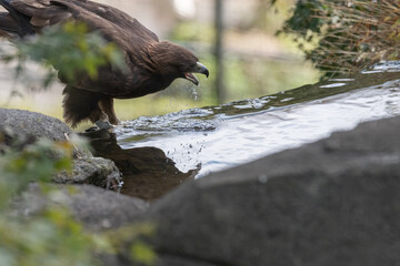 水場で水を飲むカッコいいタカ