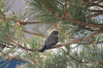 Gray phoebe bird on pine tree branch in a yard