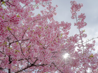 pink cherry blossom in spring
