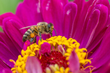 
Honeybee (Apis mellifera) collecting pollen from pink flower in summer garden
