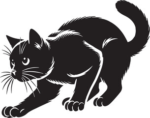 black and white cat