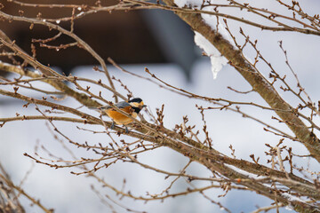 冬枯れの枝にとまるヤマガラ