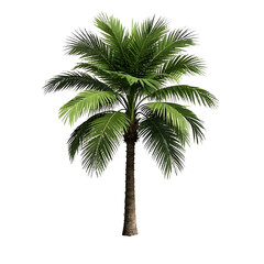 Obraz premium Realistic palm tree