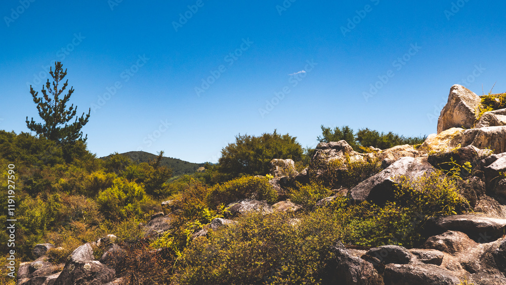 Poster Public park rotorua new zealand summer clear day blue sky green grass calm peaceful 