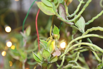 green leaves in the morning sun