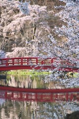 Fototapeta premium 臥竜公園・がりゅうこうえん（長野県・須坂市）