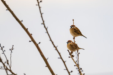 枝に止まり羽休めをするスズメのペア
