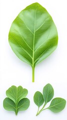 Fototapeta premium Vibrant green leaves isolated on white background showing varied shapes and textures. AI Generated