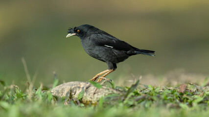 A starling jumping on the grass.