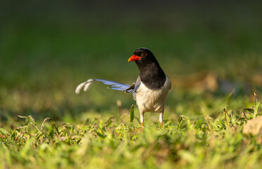 A Red-billed Blue Magpie on the grass.