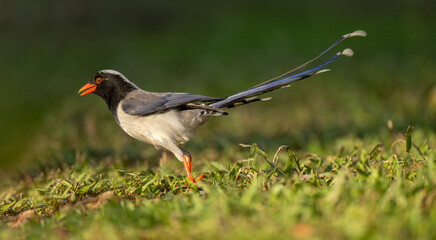 A Red-billed Blue Magpie on the grass.