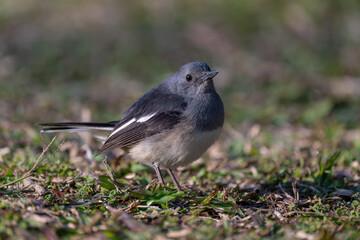 One Oriental Magpie-Robin in the grass.
