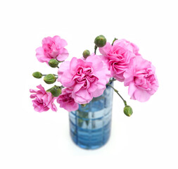 Stack Carnation flowers on white background