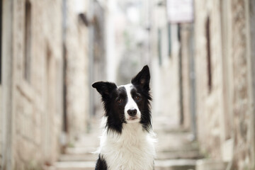 A Border Collie is seated in a cobblestone alley, surrounded by historic architecture. Its focused posture matches the tranquil atmosphere.