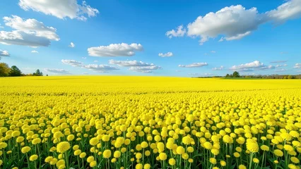 A sunlit expanse of vibrant yellow dandelions, their long green stems swaying gently against a soft azure sky, fills an expansive field with life and color
