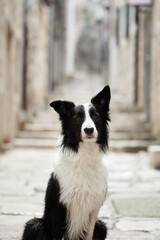 A Border Collie poses in the center of a cobblestone alley, surrounded by old stone walls. Its alert expression matches the setting's rustic charm.