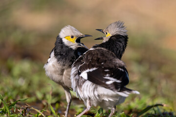 Two Black-collared starlings are fighting against each other.