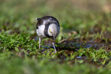 A Black-collared starling is drinking water in the grass.