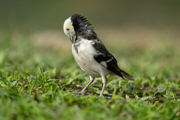 A Black-collared Starling bird in the grass. A bird preens its feathers.