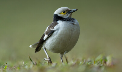 A black-collared starling walking on the grass. Blurred background.