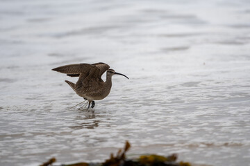 Whimbrel in Crystal Cove State Park