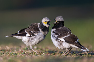Two Black-collared starlings are fighting against each other.