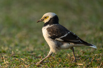 A black-collared starling walking on the grass. Blurred background.