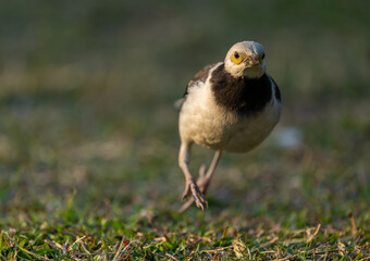 A black-collared starling running towards camera on the grass. Blurred background.