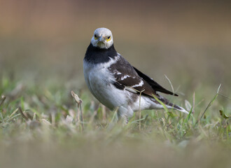A black-collared starling looking at the camera on the grass. Blurred background.