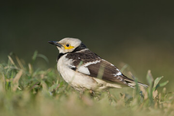 A Black-collared starling stands in the grass. Blurred natural background.