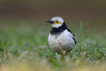 A Black-collared starling stands in the grass. Blurred natural background.