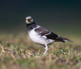 A black-collared starling looking at the camera on the grass. Blurred background.