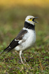A black-collared starling singing on the grass. Blurred background.