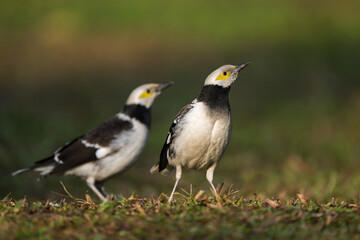 Two Black-collared starlings are looking towards the same direction.