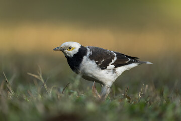 A Black-collared starling stands in the grass. Blurred natural background.