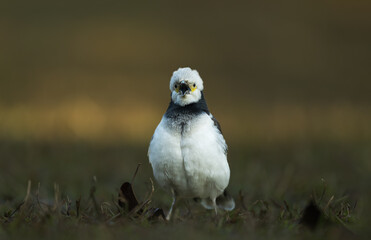A black-collared starling looking at the camera on the grass. Blurred background.