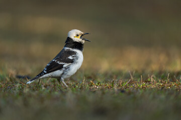 Naklejka premium A black-collared starling singing on the grass. Blurred background.