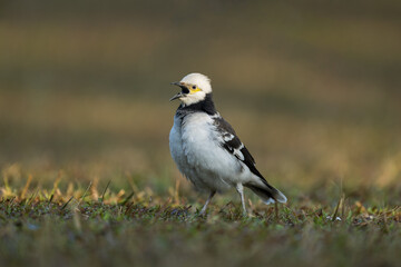 A black-collared starling singing on the grass. Blurred background.