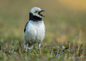 A black-collared starling singing on the grass. Blurred background.