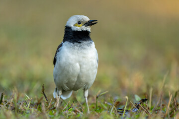 A black-collared starling singing on the grass. Blurred background.